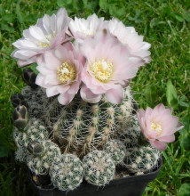 Gymnocalycium bruchii