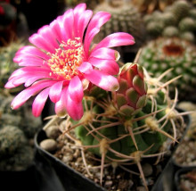 Gymnocalycium carminanthum P 133