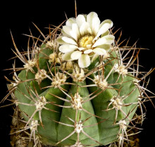 Gymnocalycium curvispinum