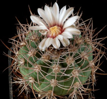 Gymnocalycium castellanosii P 80