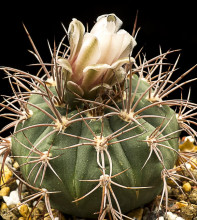 Gymnocalycium castellanosii v armillatum LF 13