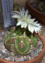 Gymnocalycium denudatum