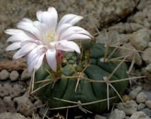 Gymnocalycium eurypleurum