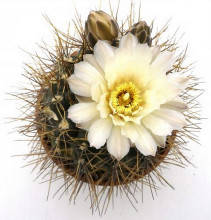 Gymnocalycium gibbosum