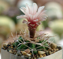 Gymnocalycium guanchinense P 226