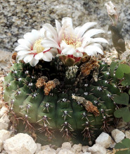 Gymnocalycium quehlianum