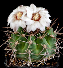 Gymnocalycium intermedium P 113