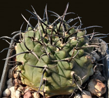 Gymnocalycium knollii