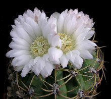 Gymnocalycium monvillei