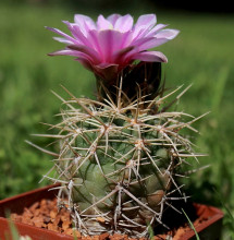 Gymnocalycium neuhuberi LF 10 Suyuque Nuevo