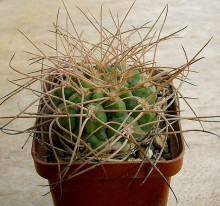 Gymnocalycium nidulans f. LF 19