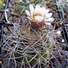 Gymnocalycium nigriareolatum LF 72 Cuesta de Portezuelo