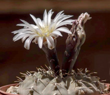 Gymnocalycium occultum LF 82