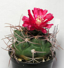 Gymnocalycium oenanthemum