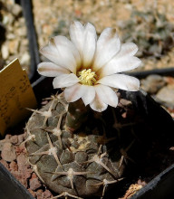 Gymnocalycium piltziorum P 38