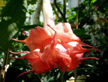 Brugmansia Angels Exotic