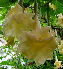 Brugmansia Sun Angel