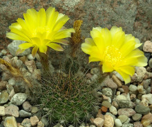 Lobivia aurea var. sierragrandensis