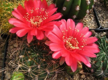 Lobivia cinnabarina var. walterspielii