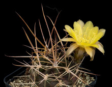 Lobivia pugionacantha var. versicolor JK 342