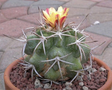 Copiapoa vallenarensis