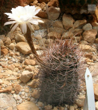 Echinopsis leucantha San Blas