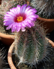 Thelocactus bicolor