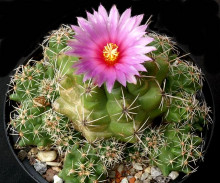 Thelocactus ehrenbergii