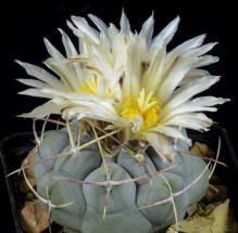 Thelocactus hexaedrophorus varar. labouretianus n.n.