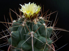 Thelocactus krainzianus