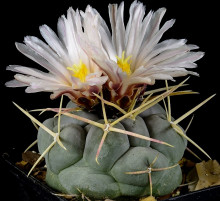 Thelocactus hexaedrophorus var. drogeanus