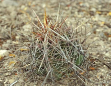 Thelocactus bicolor z Huizache