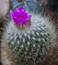 Thelocactus macdowellii