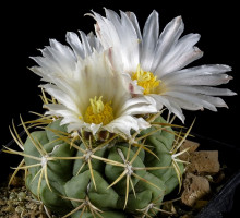 Thelocactus paradensis