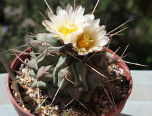 Thelocactus rinconensis