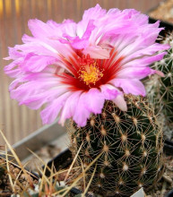 Thelocactus schwarzii
