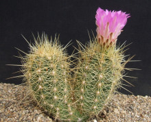 Thelocactus wagnerianus