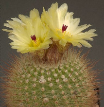 Notocactus brederooianus PR 81