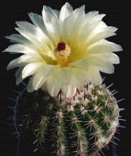 Notocactus orthacanthus