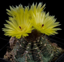 Notocactus ottonis var. tortuosus