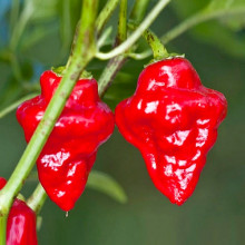 Habanero Tasmanian red