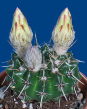 Notocactus pampeanus