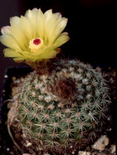 Notocactus ritterianus