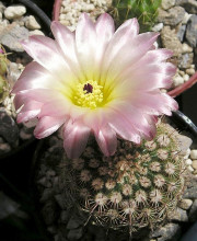 Notocactus rutilans