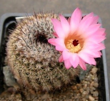 Notocactus roseiflorus