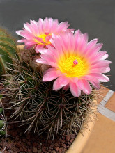 Notocactus roseoluteus var. flore rosado