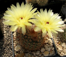 Notocactus soldtianus