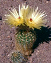 Notocactus stockingeri