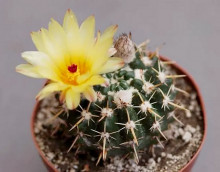Notocactus submammulosus
