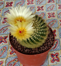 Notocactus sucineus